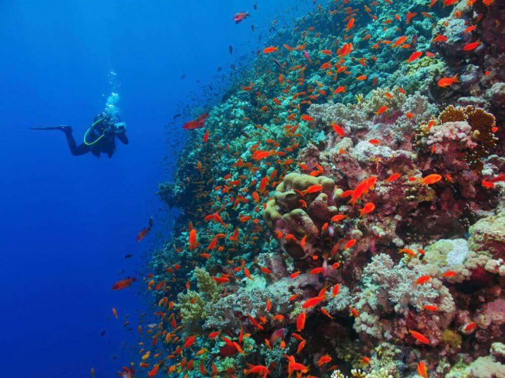 Diver on Red Sea reef