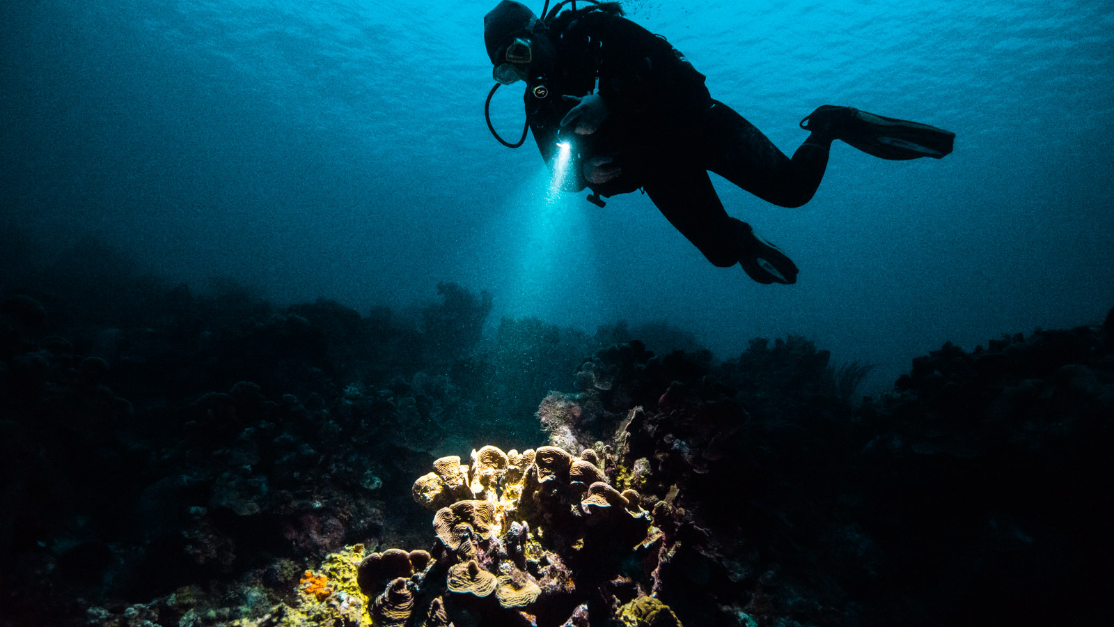 Night dive, Red Sea