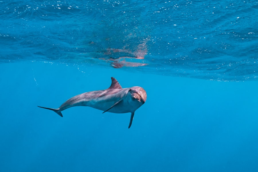 Shaab El Erg dolphin