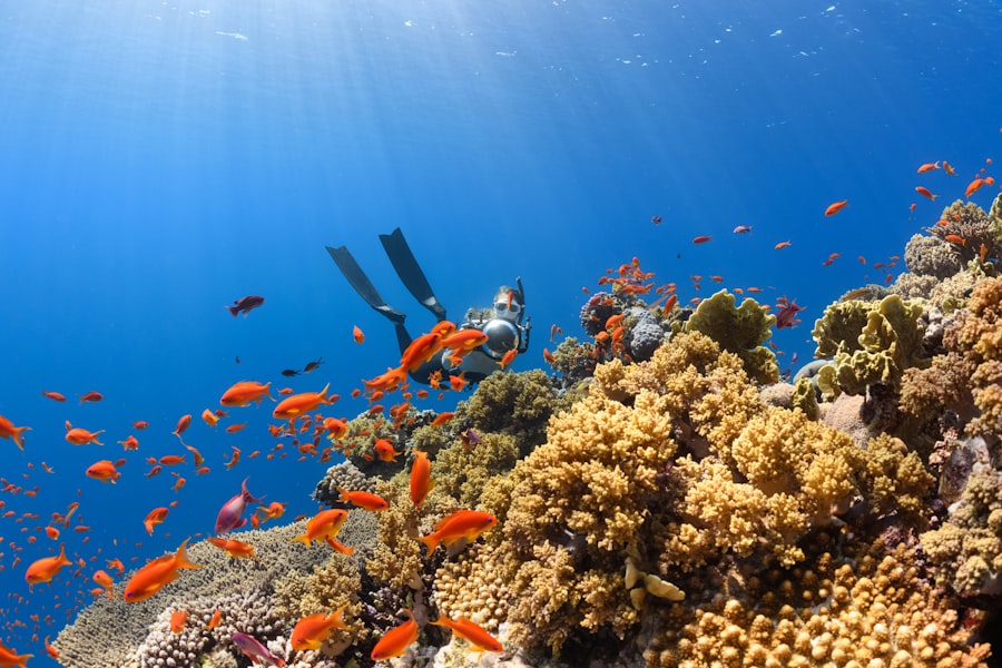 Ras Mohammed coral reef