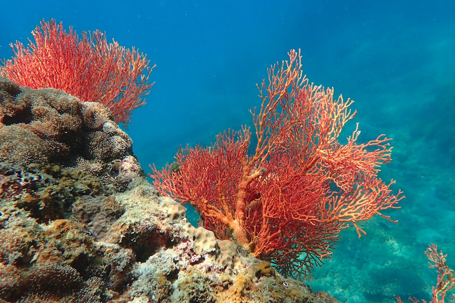 Gubal Island red sea fans