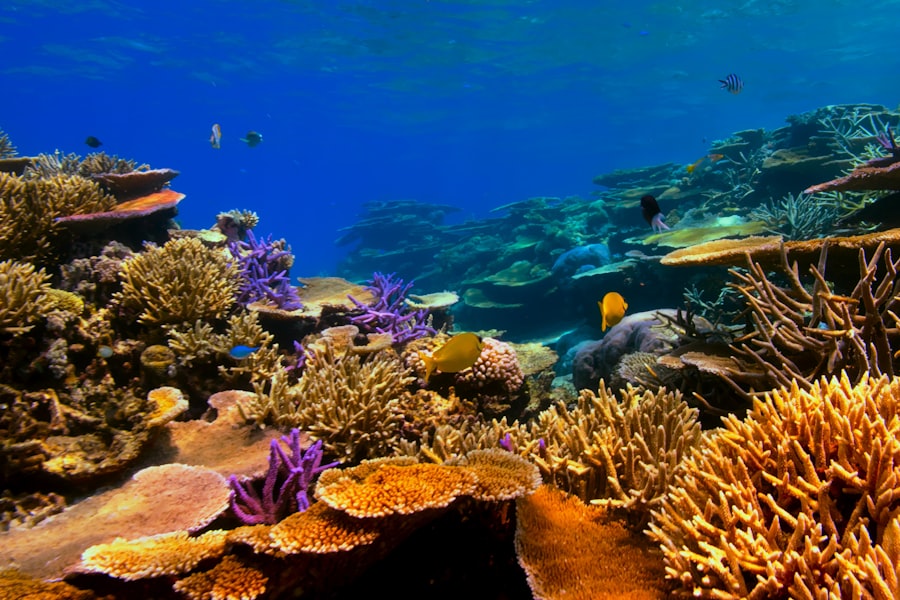 Syul Island coral garden